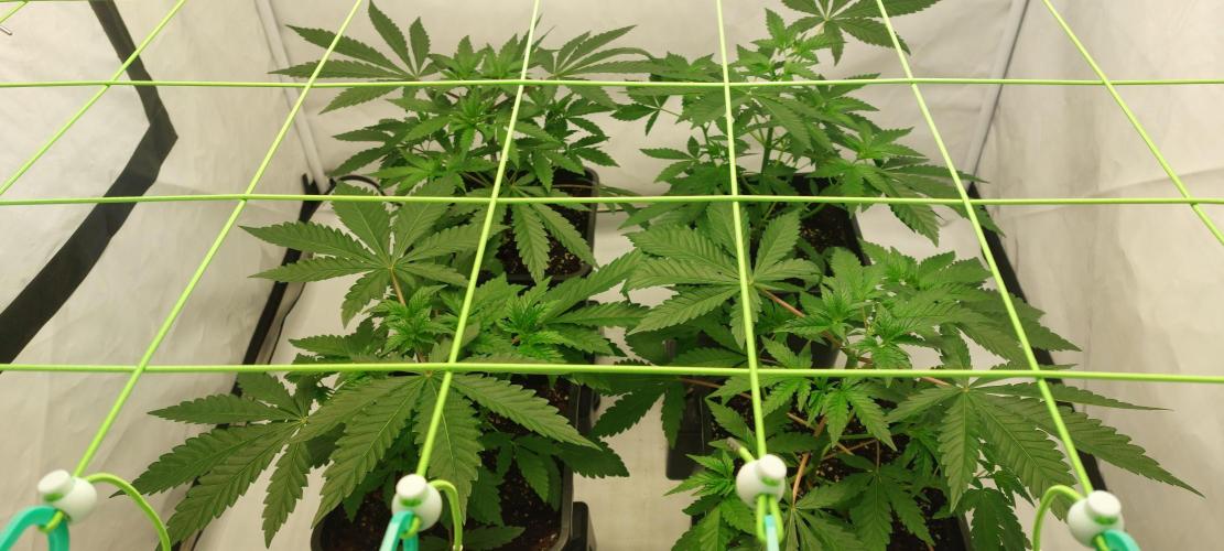 Super Blueberry Cherry. Week 3 - Day 25