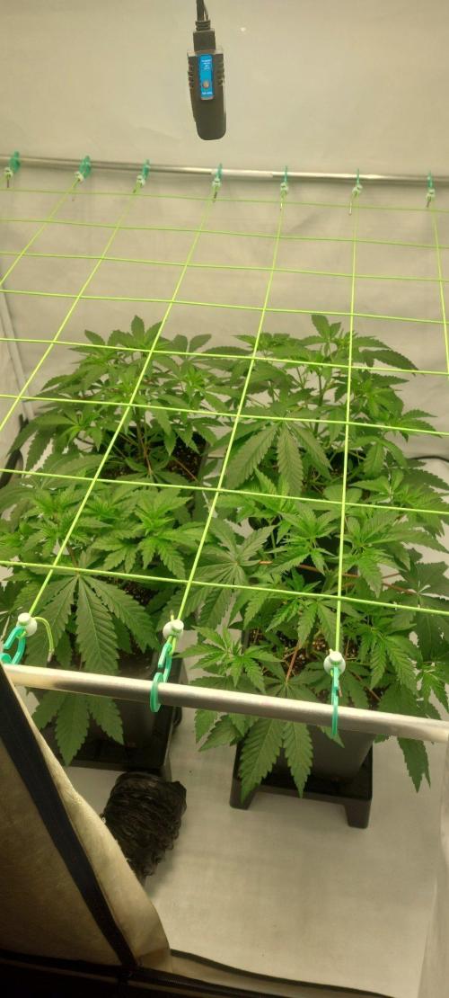 Super Blueberry Cherry. Week 3 - Day 27 last day veg , ready for flipping to flower 