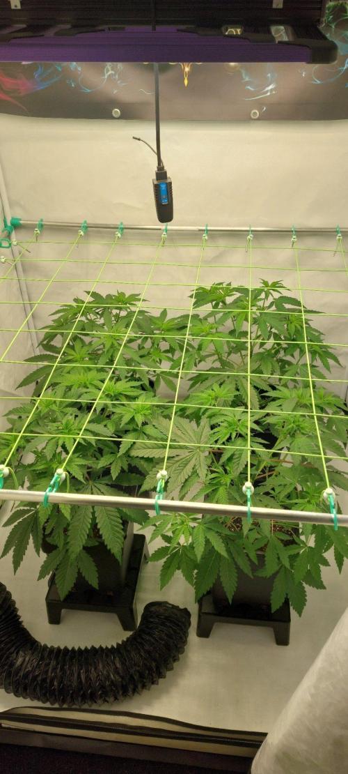 Super Blueberry Cherry. Week 4 - Flower 3