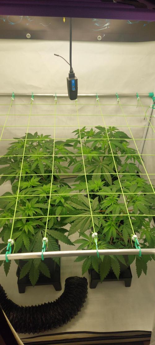 Super Blueberry Cherry. Week 4 - Flower 2 