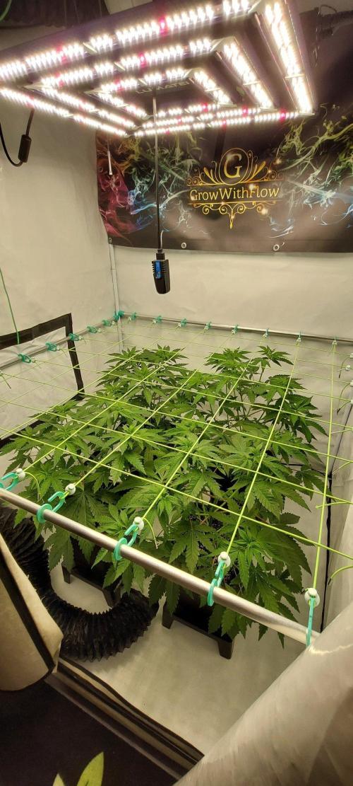 Super Blueberry Cherry. Week 4 - Flower 6
