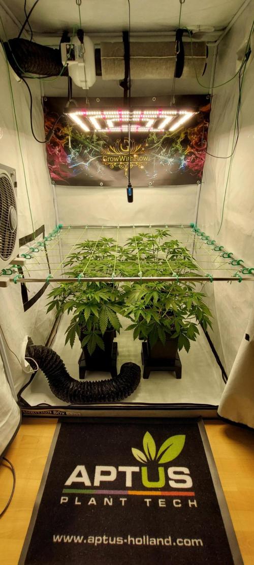 Super Blueberry Cherry. Week 4 - Flower 5