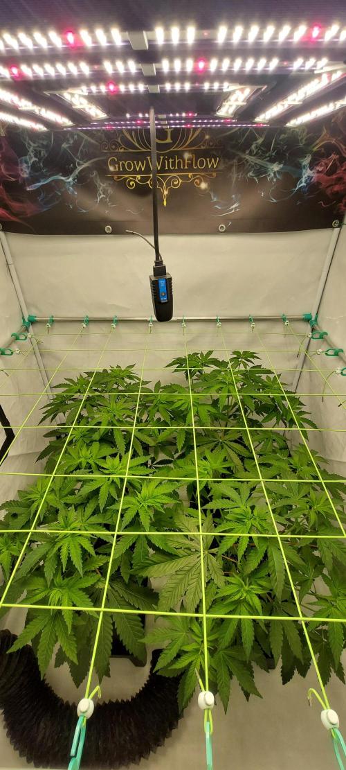 Super Blueberry Cherry. Week 4 - Flower 4 