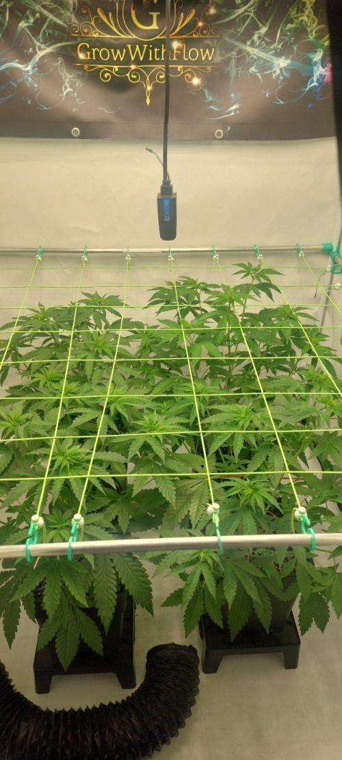 Super Blueberry Cherry. Week 4 - Flower 7