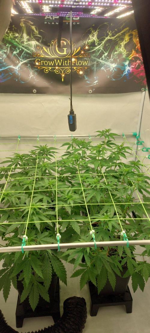Super Blueberry Cherry. Week 5 - Day9