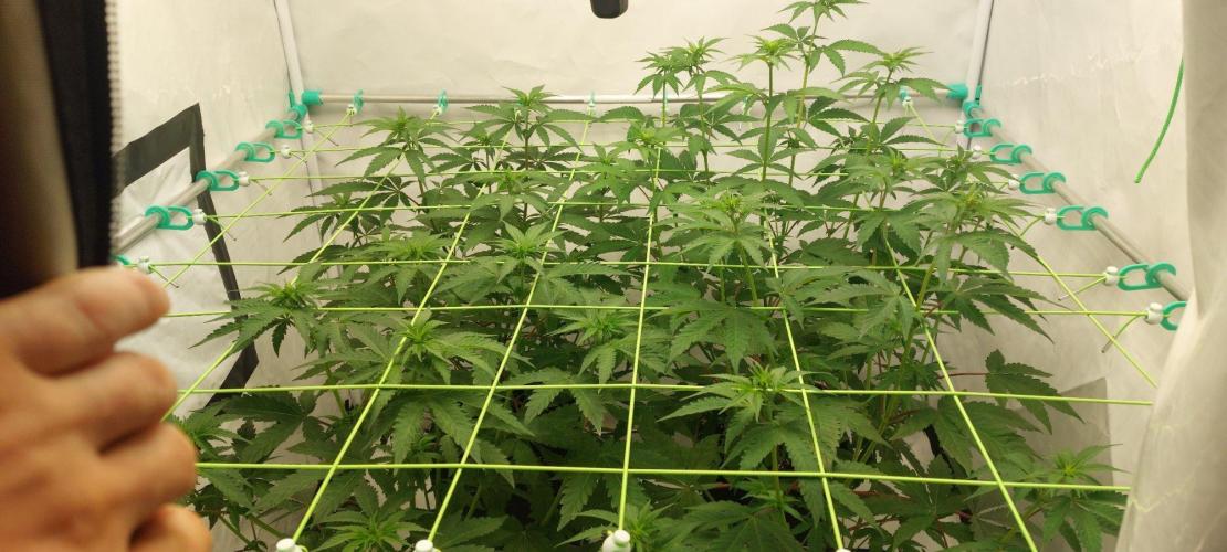 Super Blueberry Cherry. Week 5 - Day11