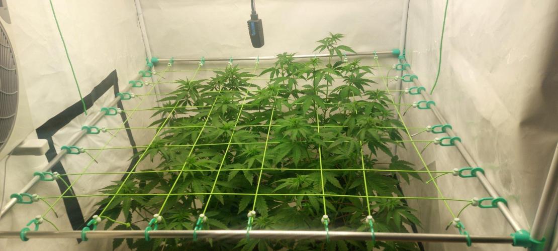 Super Blueberry Cherry. Week 5 - Day10