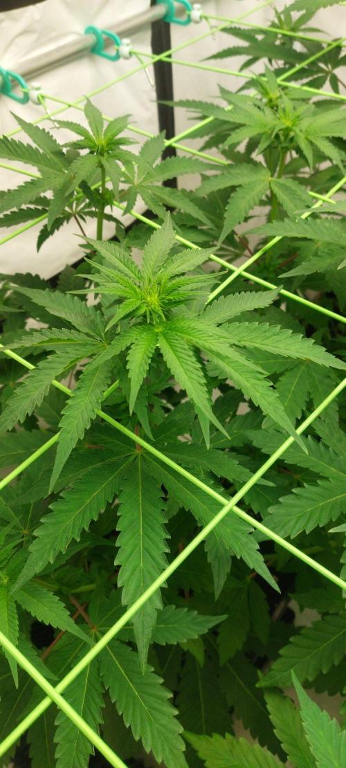 Super Blueberry Cherry. Week 5 - Day13