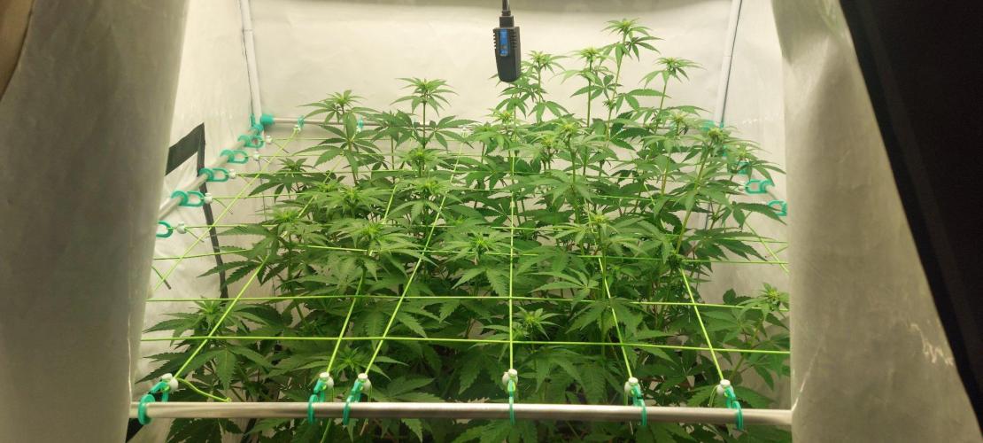 Super Blueberry Cherry. Week 5 - Day 14