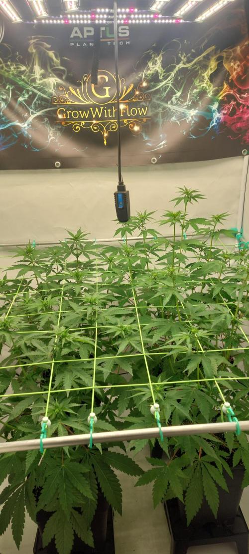 Super Blueberry Cherry. Week 5 - Day12 