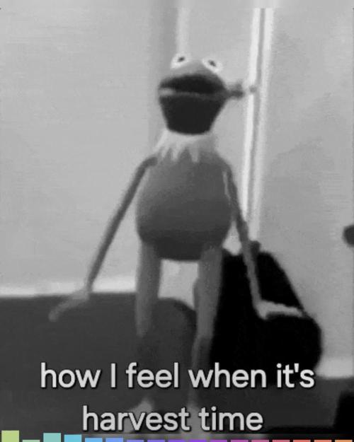 Wedding Cheesecake FF from 420 Fast Buds