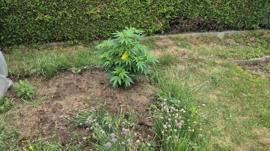German Outdoor Grow Dutch Passion Photos