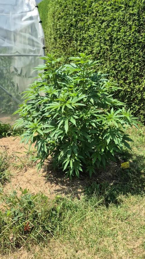 German Outdoor Grow Dutch Passion Photos
