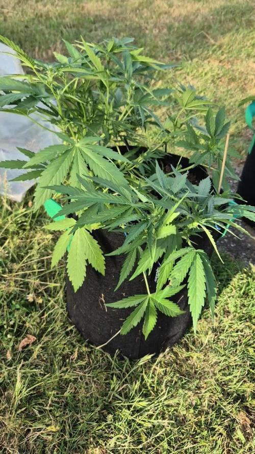 Smoking_Joe_Frasier’s Natural Grow Diary – Fast Buds Outdoor Contest 2025