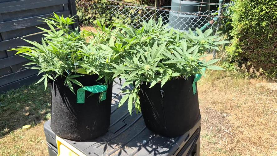 Smoking_Joe_Frasier’s Natural Grow Diary – Fast Buds Outdoor Contest 2025