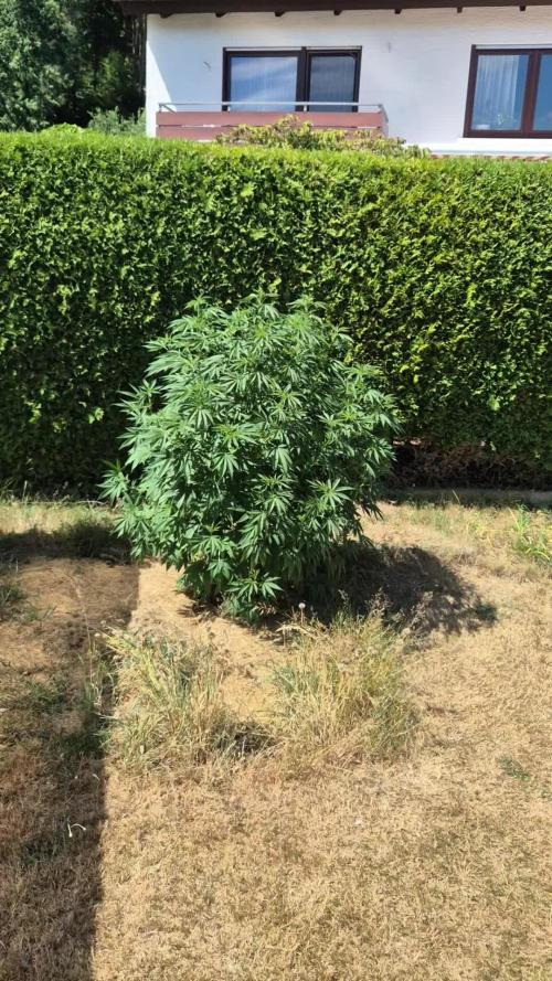 German Outdoor Grow Dutch Passion Photos
