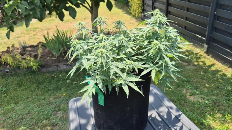 Smoking_Joe_Frasier’s Natural Grow Diary – Fast Buds Outdoor Contest 2025