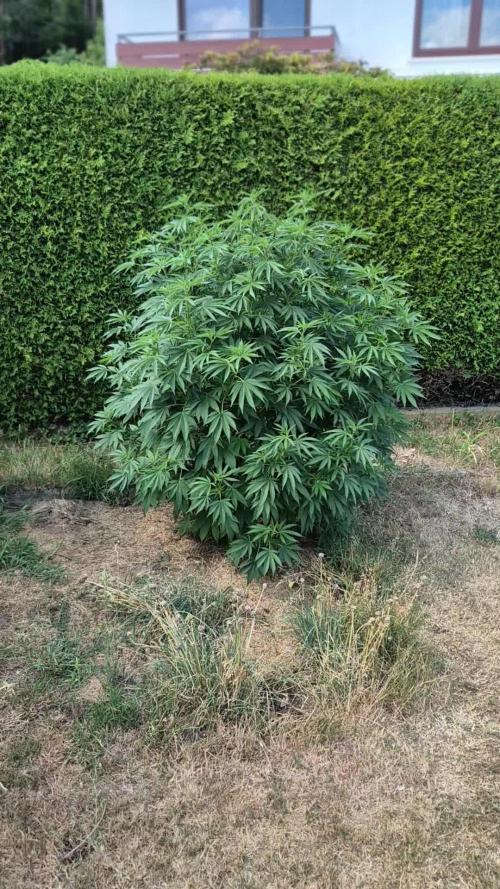 German Outdoor Grow Dutch Passion Photos