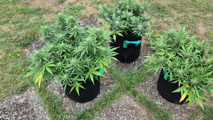 Smoking_Joe_Frasier’s Natural Grow Diary – Fast Buds Outdoor Contest 2025