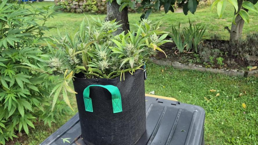 Smoking_Joe_Frasier’s Natural Grow Diary – Fast Buds Outdoor Contest 2025