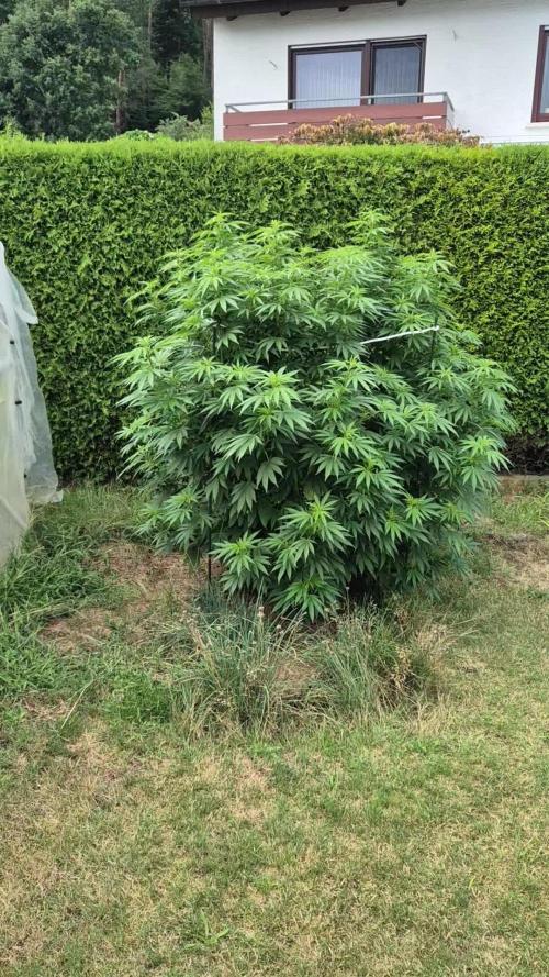 German Outdoor Grow Dutch Passion Photos