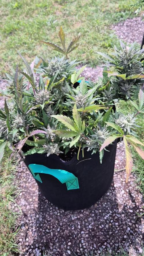 Smoking_Joe_Frasier’s Natural Grow Diary – Fast Buds Outdoor Contest 2025