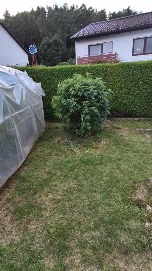 German Outdoor Grow Dutch Passion Photos