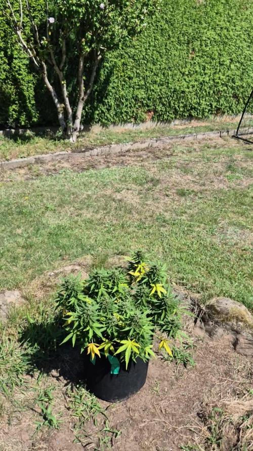 Smoking_Joe_Frasier’s Natural Grow Diary – Fast Buds Outdoor Contest 2025