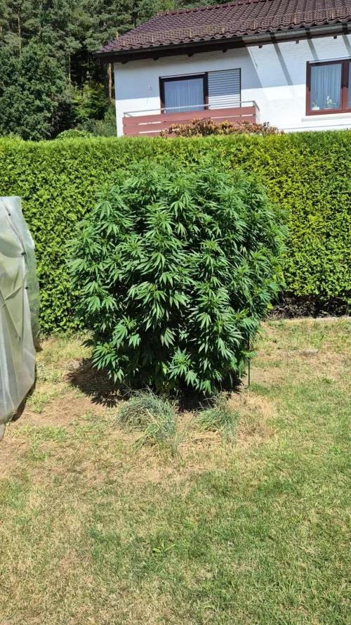German Outdoor Grow Dutch Passion Photos