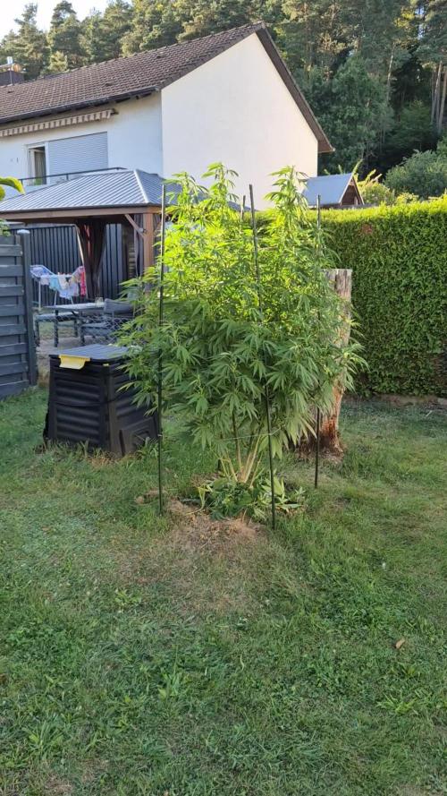 German Outdoor Grow Dutch Passion Photos