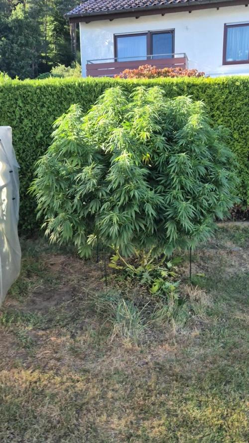 German Outdoor Grow Dutch Passion Photos