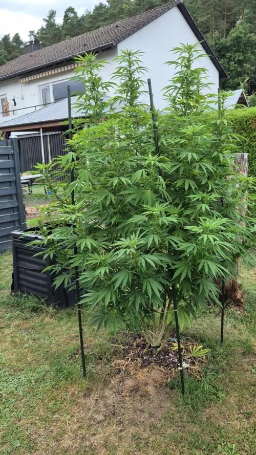 German Outdoor Grow Dutch Passion Photos