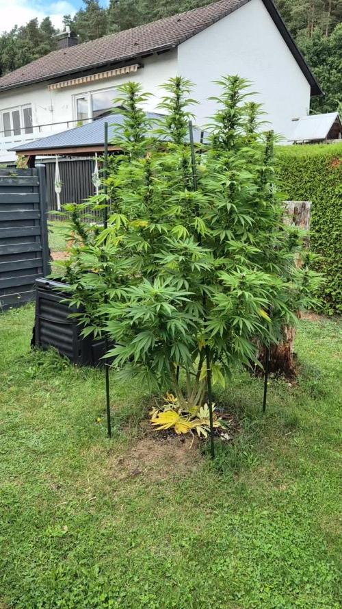 German Outdoor Grow Dutch Passion Photos