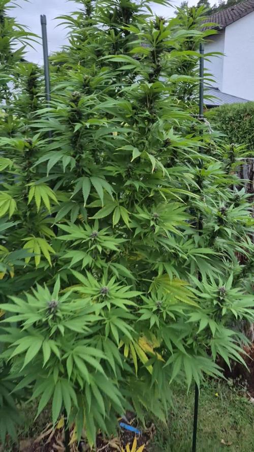 German Outdoor Grow Dutch Passion Photos