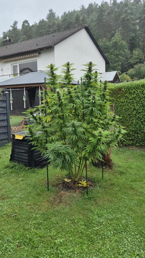 German Outdoor Grow Dutch Passion Photos