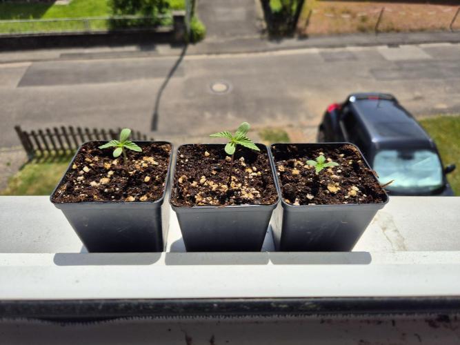 Outdoor Fastbuds grow 2026. Week 0