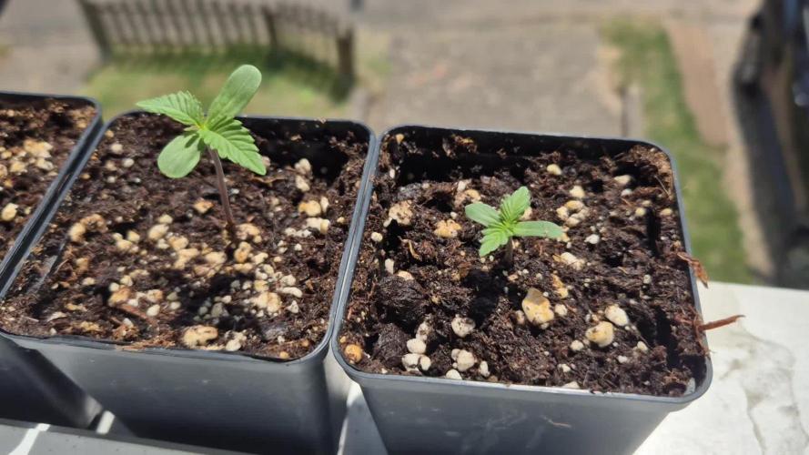 Outdoor Fastbuds grow 2026