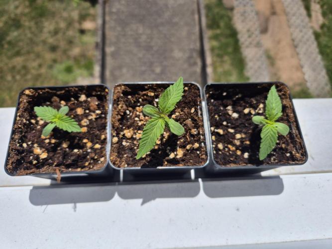 Outdoor Fastbuds grow 2026. Week 0