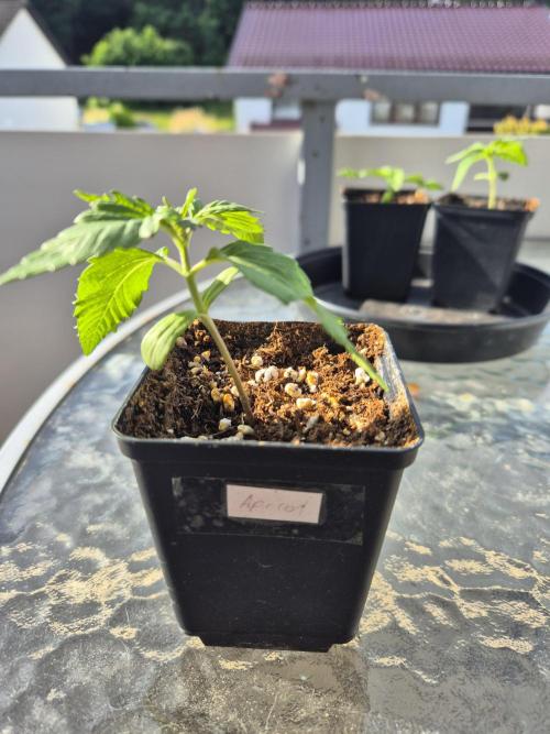 Outdoor Fastbuds grow 2026. Week 1