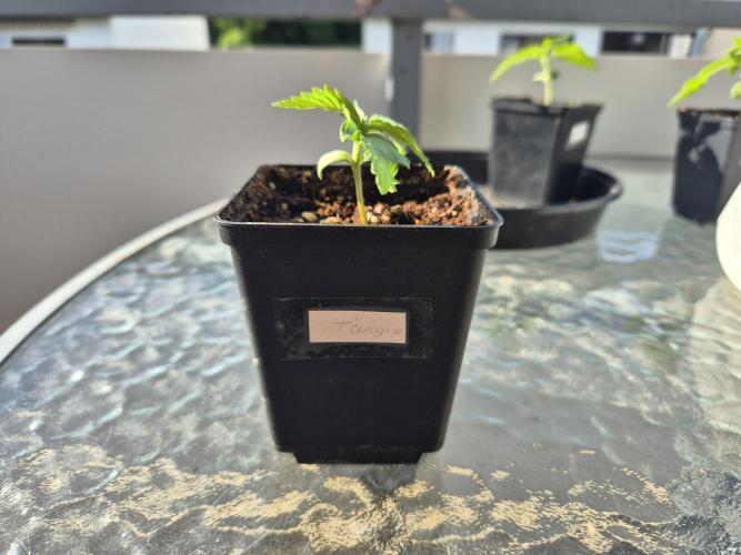 Outdoor Fastbuds grow 2026. Week 1