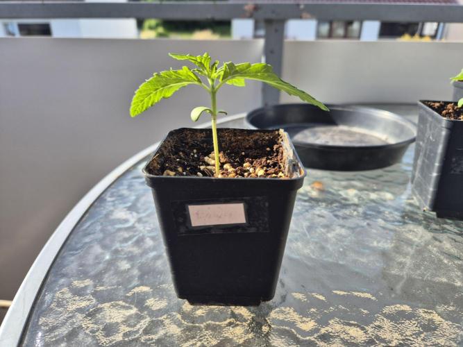 Outdoor Fastbuds grow 2026. Week 1