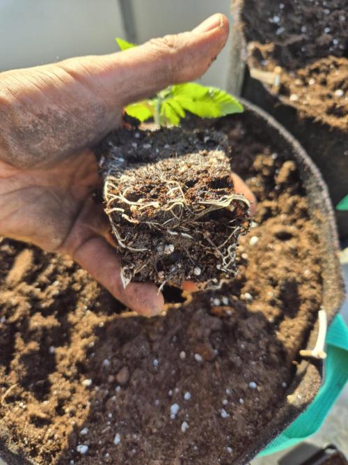 Outdoor Fastbuds grow 2026. Week 1