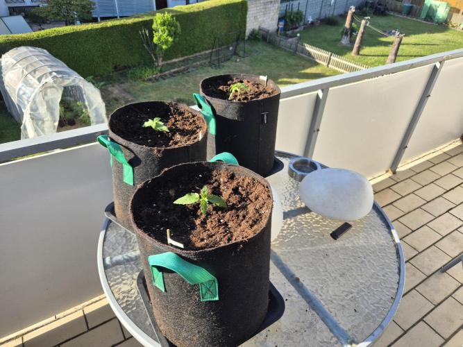 Outdoor Fastbuds grow 2026. Week 1