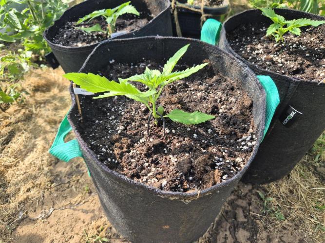 Outdoor Fastbuds grow 2026. Week 2