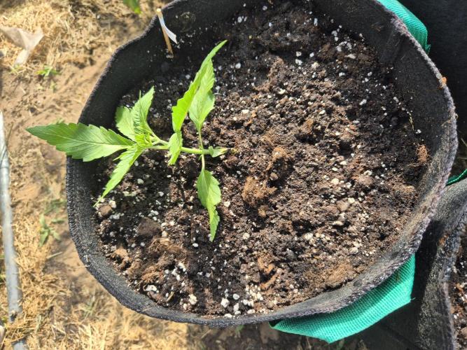 Outdoor Fastbuds grow 2026. Week 2