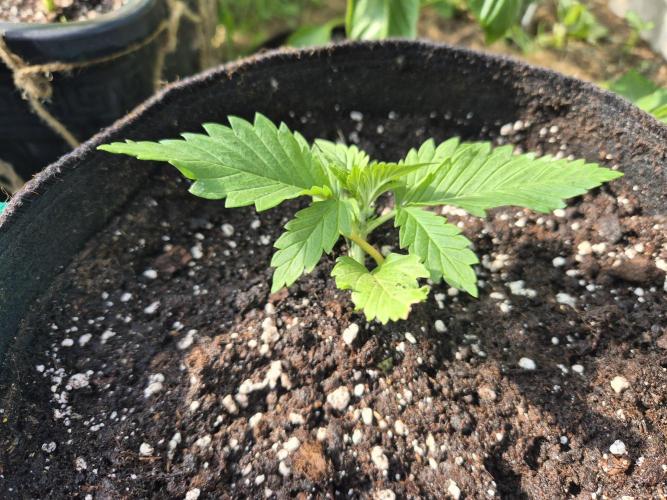 Outdoor Fastbuds grow 2026. Week 2