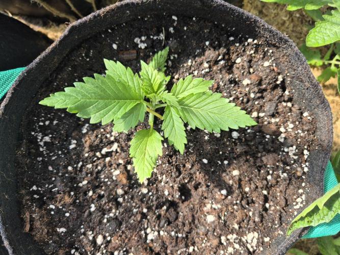 Outdoor Fastbuds grow 2026. Week 2