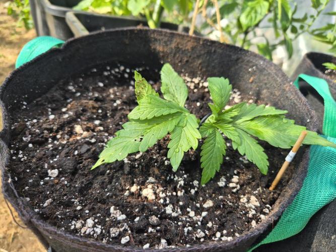 Outdoor Fastbuds grow 2026. Week 2