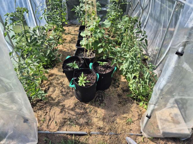 Outdoor Fastbuds grow 2026. Week 2
