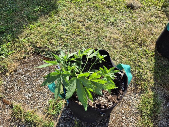 Outdoor Fastbuds grow 2026. Week 3